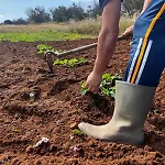 Κατάλυμα σε φάρμα Molle Carpignano Salentino
