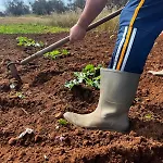 Molle Farma