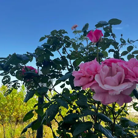 Alloggio per agriturismo Molle *