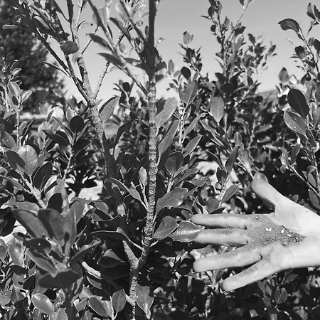 Farm stay Molle Carpignano Salentino